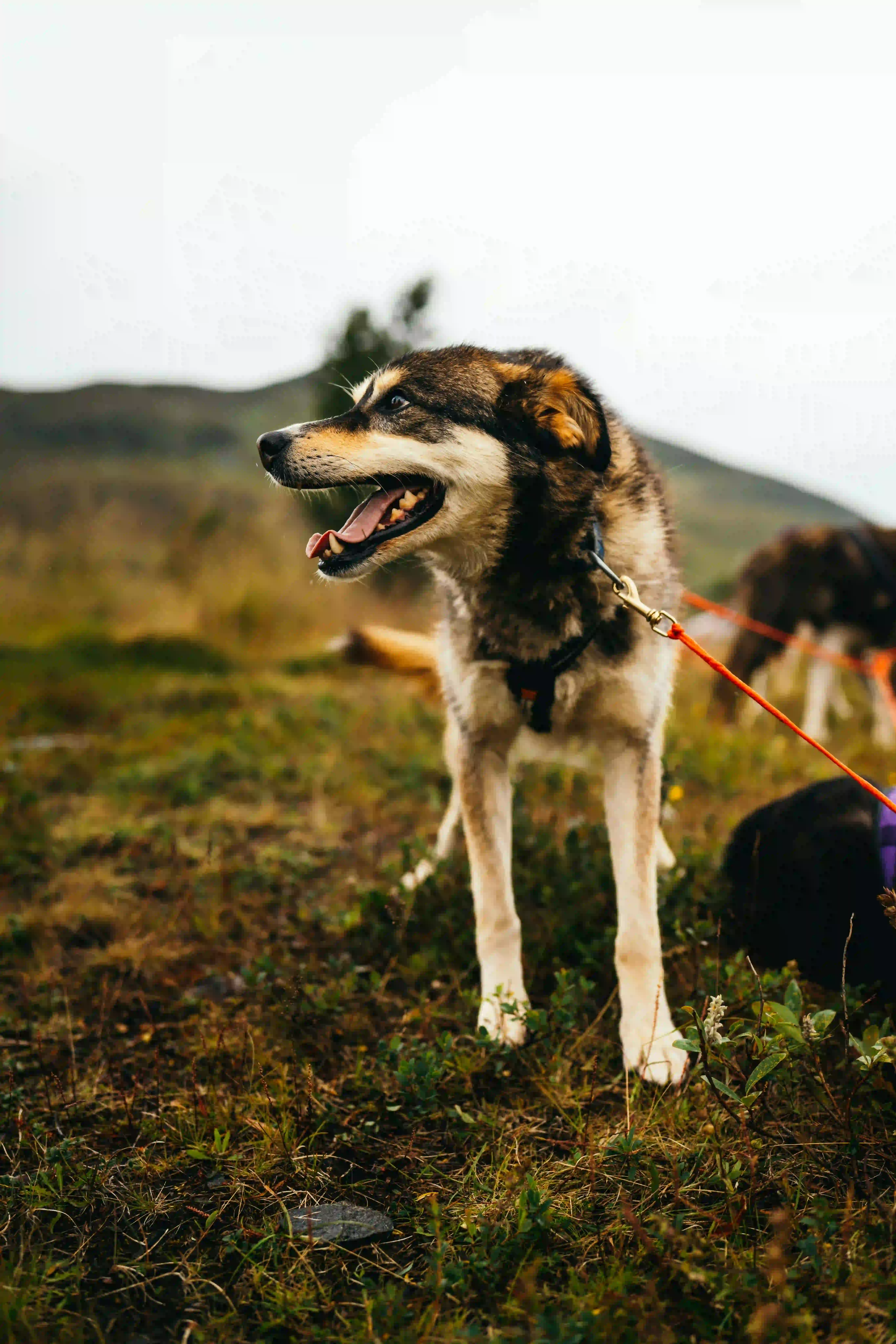 Community living with pets